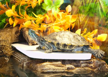 Terrapin water clipart