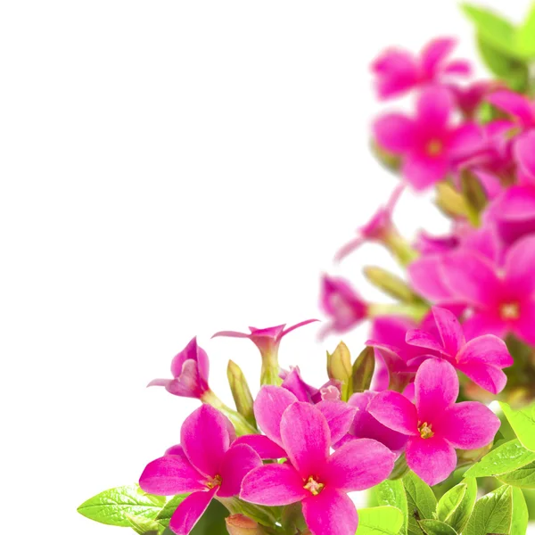 Blüten rosa — Stockfoto