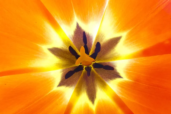 Tulipán květ — Stock fotografie