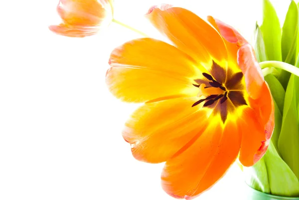 Tulip blossom — Stock Photo, Image