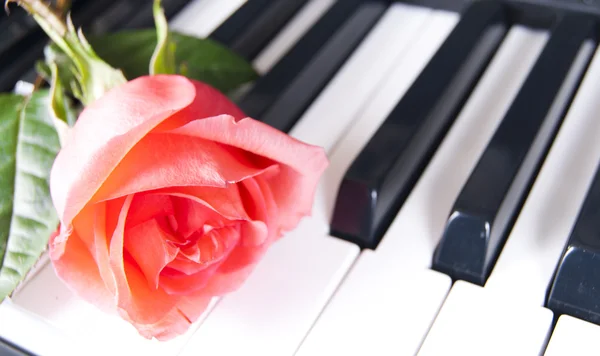 Piano e rosa — Fotografia de Stock