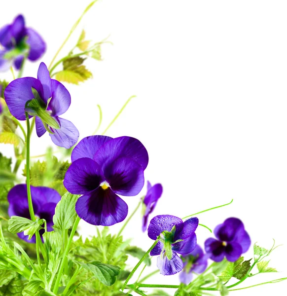 Bloemen violet — Stockfoto