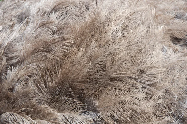 Перья страуса — стоковое фото