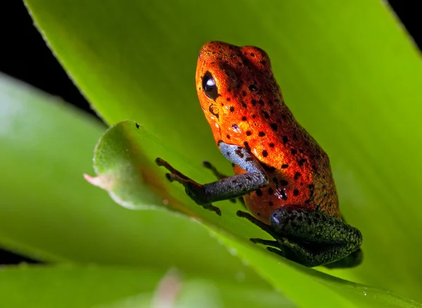 红色的箭毒蛙 — 图库照片