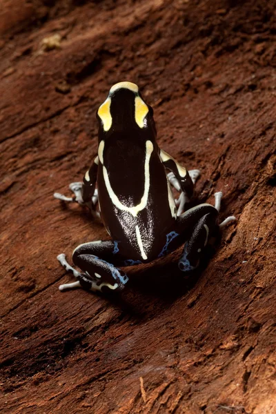 독 다트 개구리 — 스톡 사진