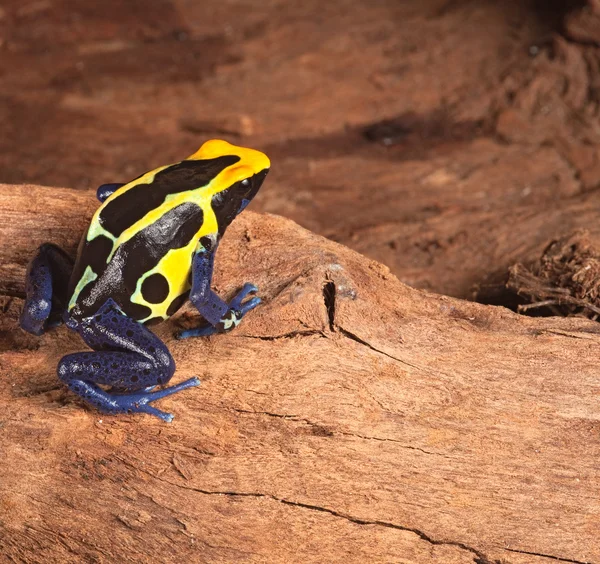 stock image Poison dart frog