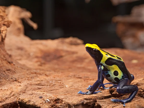 Yelow 검은 독 다트 개구리 — 스톡 사진