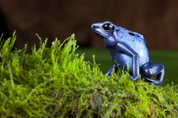 Μπλε δηλητηριώδες βέλος βάτραχος — Φωτογραφία Αρχείου