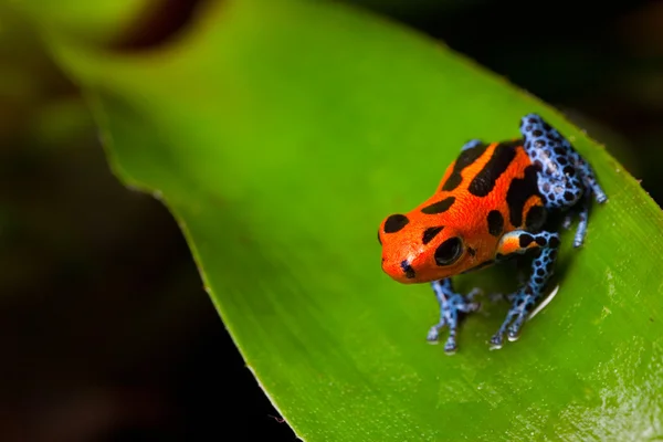 Kırmızı zehirli kurbağa — Stok fotoğraf