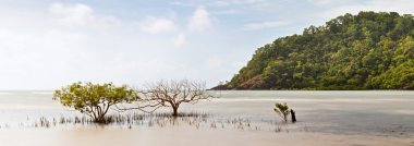 Mangrove tree clipart