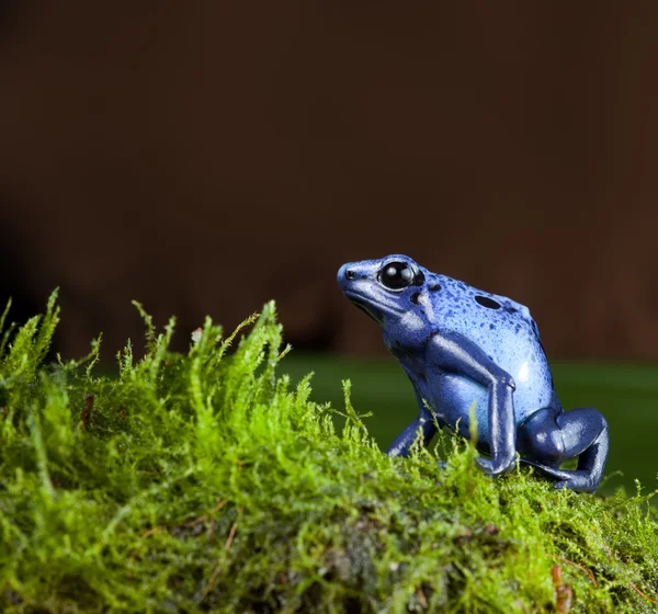 Modrá otrávená žába — Stock fotografie