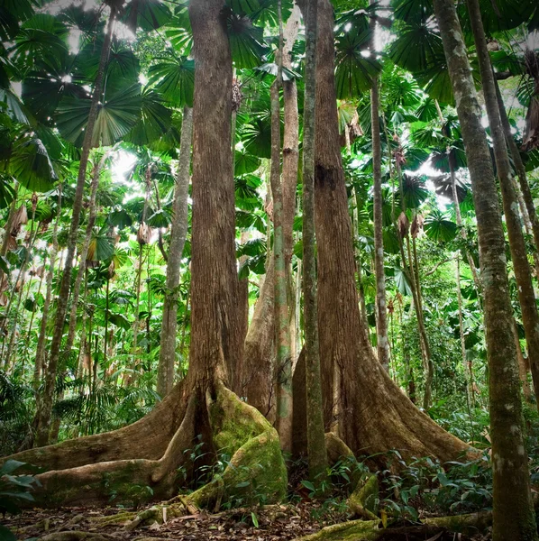 Гигантские деревья в веерном пальмовом лесу — стоковое фото