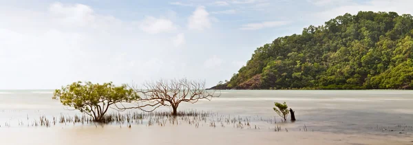 マングローブの木 — ストック写真
