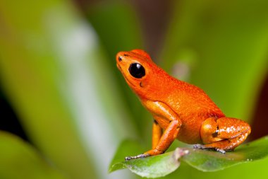 Orange poison dart frog clipart