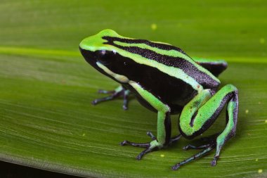 Striped poison dart frog clipart