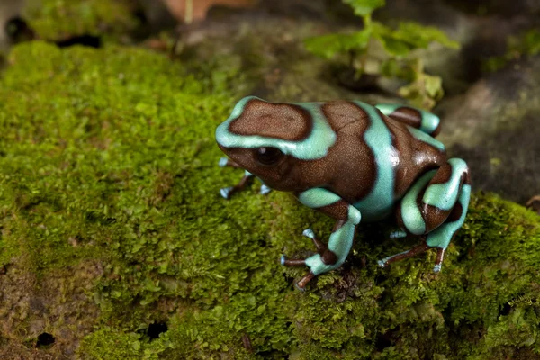 Altın zehirli ok kurbağası — Stok fotoğraf