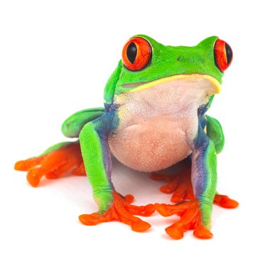 Red eye treefrog clipart