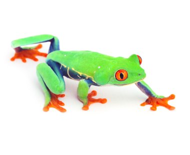 Red eyed treefrog clipart