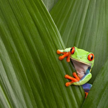 Red eyed tree frog clipart