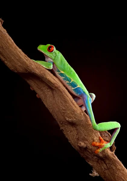 赤い目の木のカエル — ストック写真