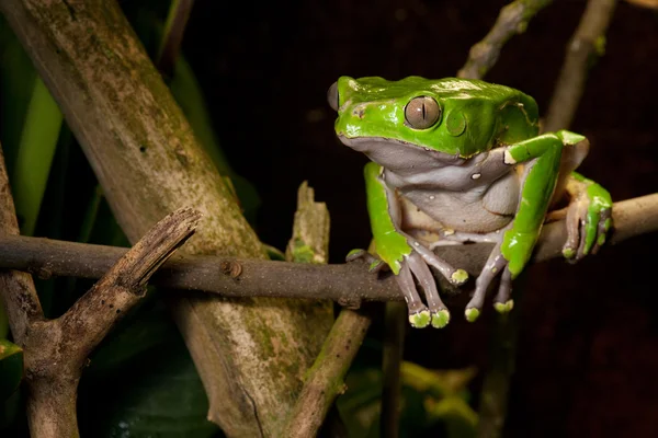 Frog on branch in tropical jungle — Stock Photo, Image