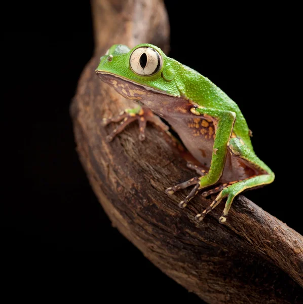 Tree frog with big eyes — Stock Photo, Image