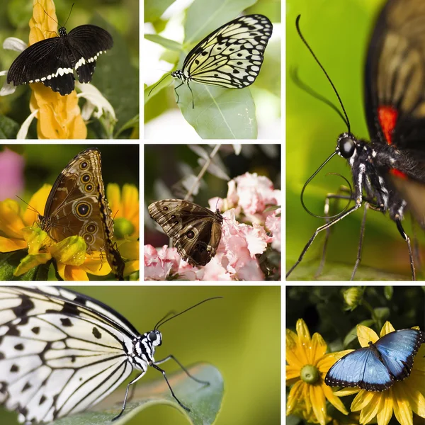 Butterfly Collage — Stock Photo, Image