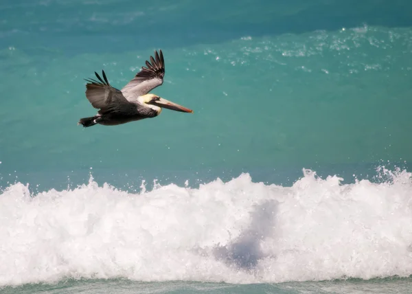 stock image Pelican