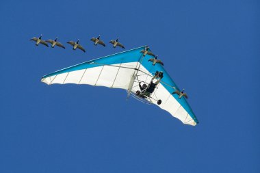 Geese and Microlite in formation clipart