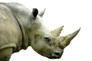 White Rhino clipart
