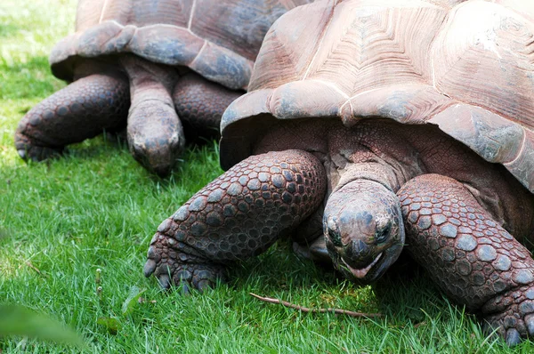 Gigantyczne żółwie lądowe — Zdjęcie stockowe