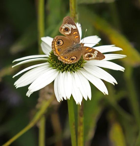 Farfalla Buckeye comune su coneflower bianco — Foto Stock