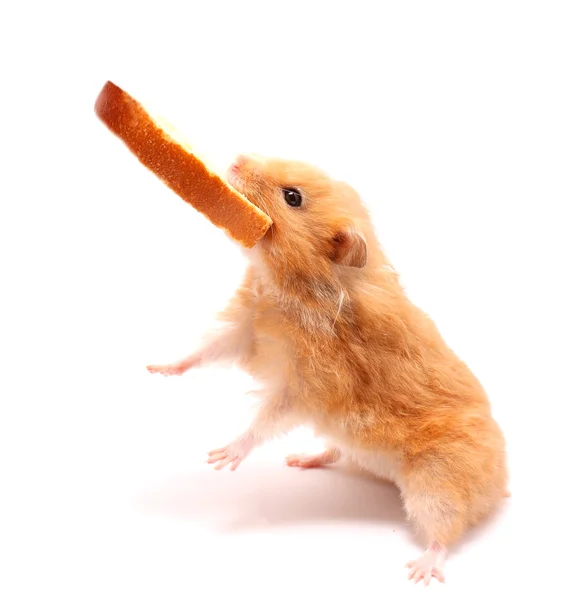 Izolované roztomilý křeček s chlebem — Stock fotografie