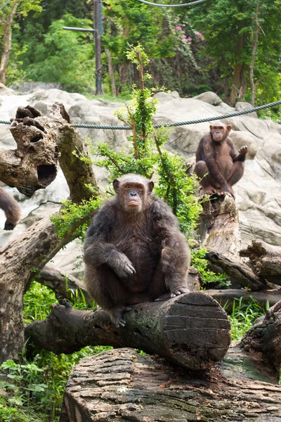 stock image The chimpanzee on a rock at the zoo