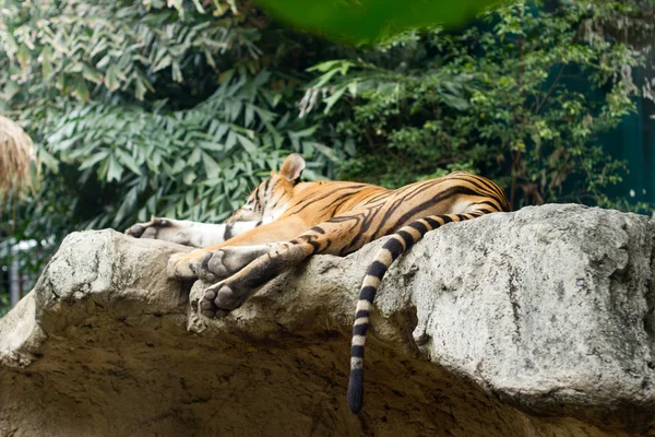 stock image The older tiger is sleeping