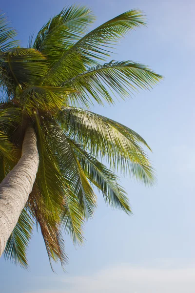 stock image Palm trees against the blue sky