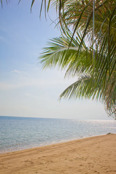 stock image Palm trees against the blue sky