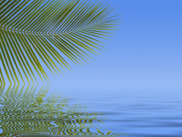 Palmy proti modré obloze — Stock fotografie