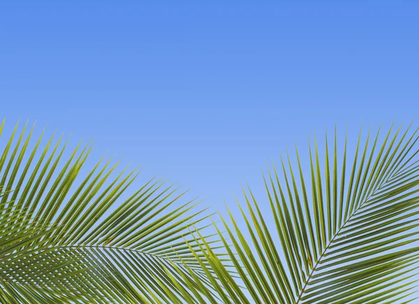 Mavi gökyüzüne karşı palmiye ağaçları — Stok fotoğraf