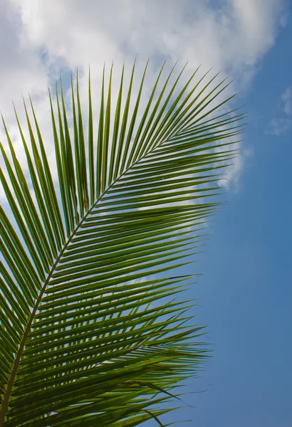 stock image Palm trees against the blue sky