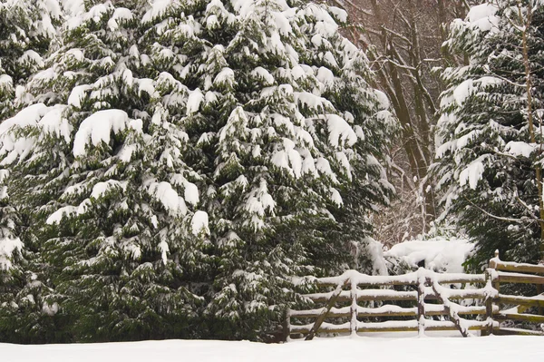Snöiga skogen ingången — Stockfoto