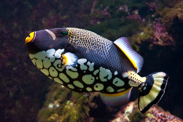 Payaso Triggerfish —  Fotos de Stock