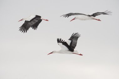 Three flying white storks clipart