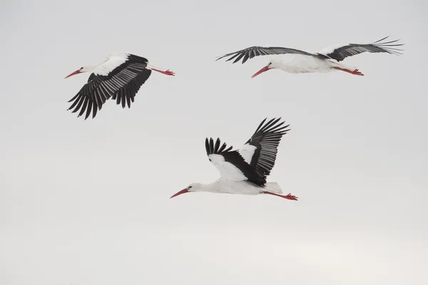 Trois cigognes blanches volantes — Photo