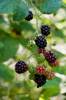 Blackberries on a branch clipart