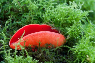 Sarcoscypha coccinea between moss clipart