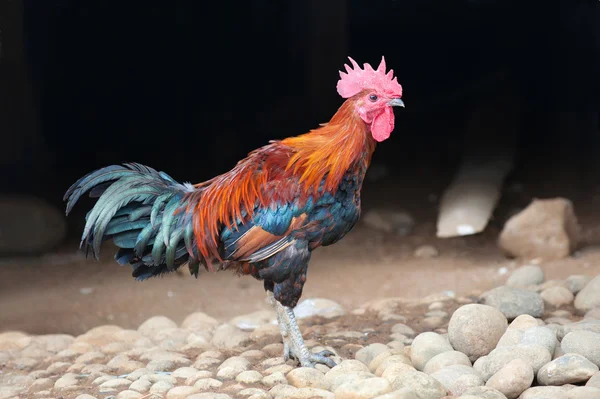 Hermoso gallo — Foto de Stock