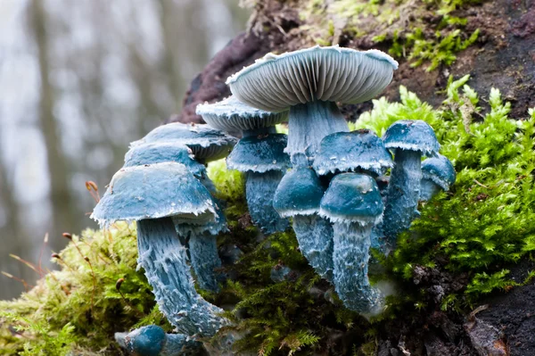 Cogumelos de cobre falsos — Fotografia de Stock