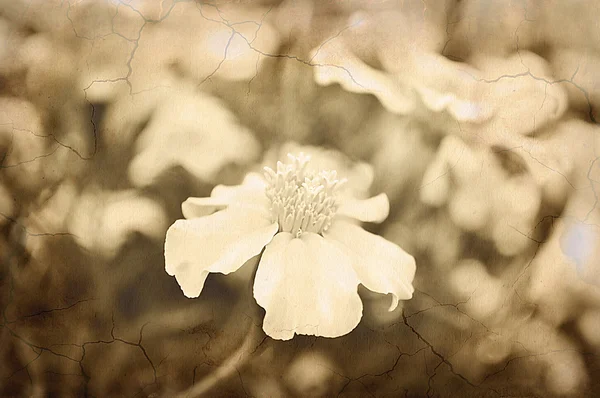 Old grunge floral background. — Stock Photo, Image