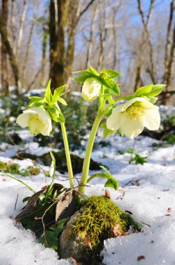 Hellebore primrose clipart